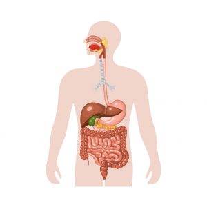 Illustration of digestive system, from mouth through the intestines